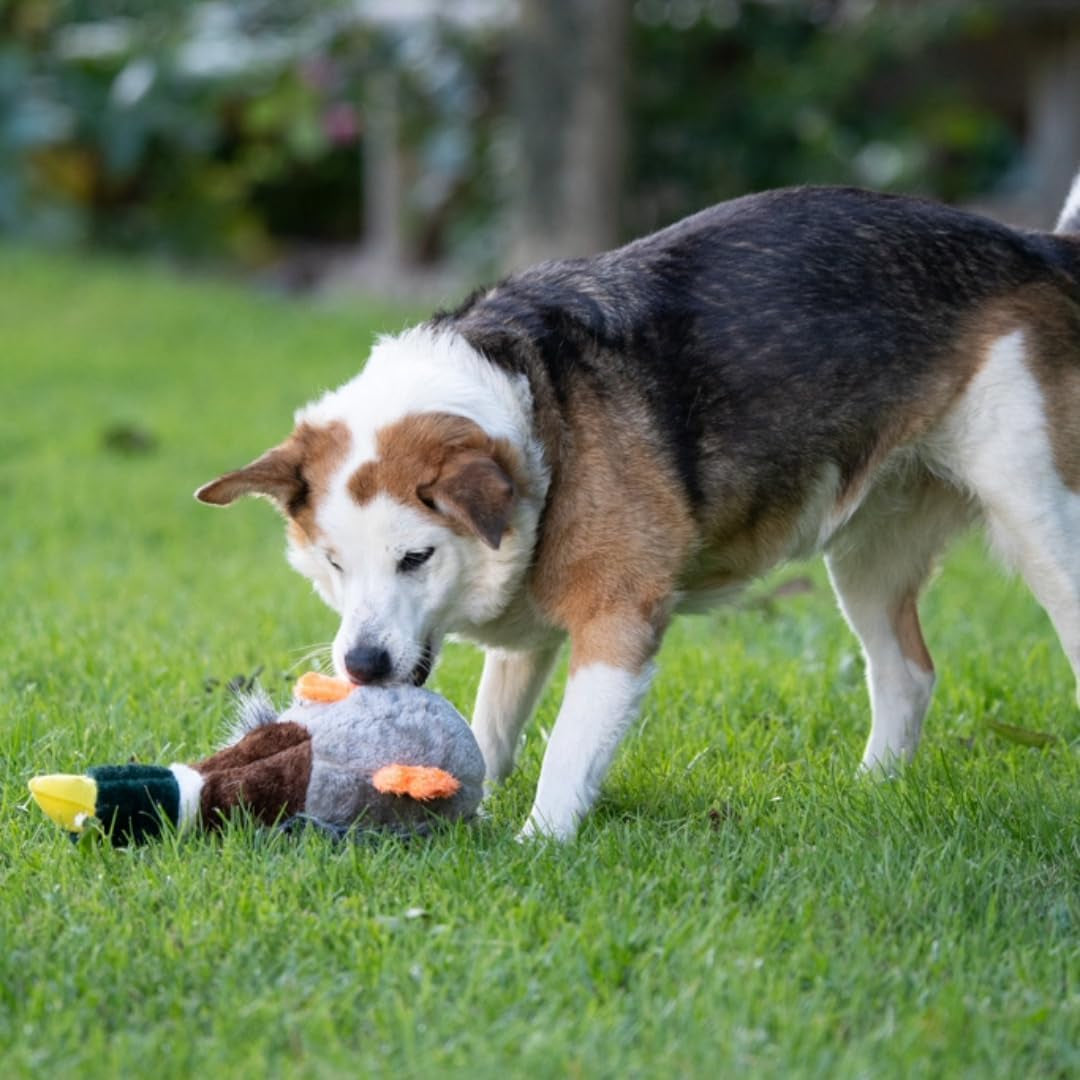 Honking and Squeaky Duck Plush Dog Toy